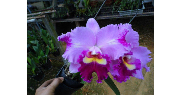 Blc. Apricot Flare x Cattleya